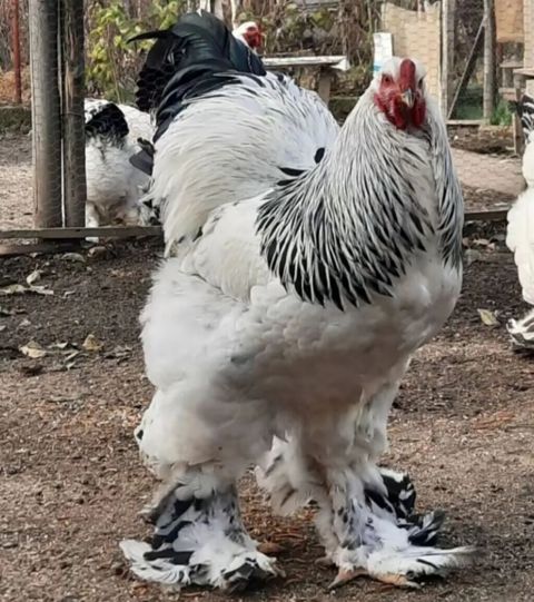 Brama layit xoruz fərə satilir