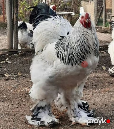 Brama layit xoruz fərə satilir