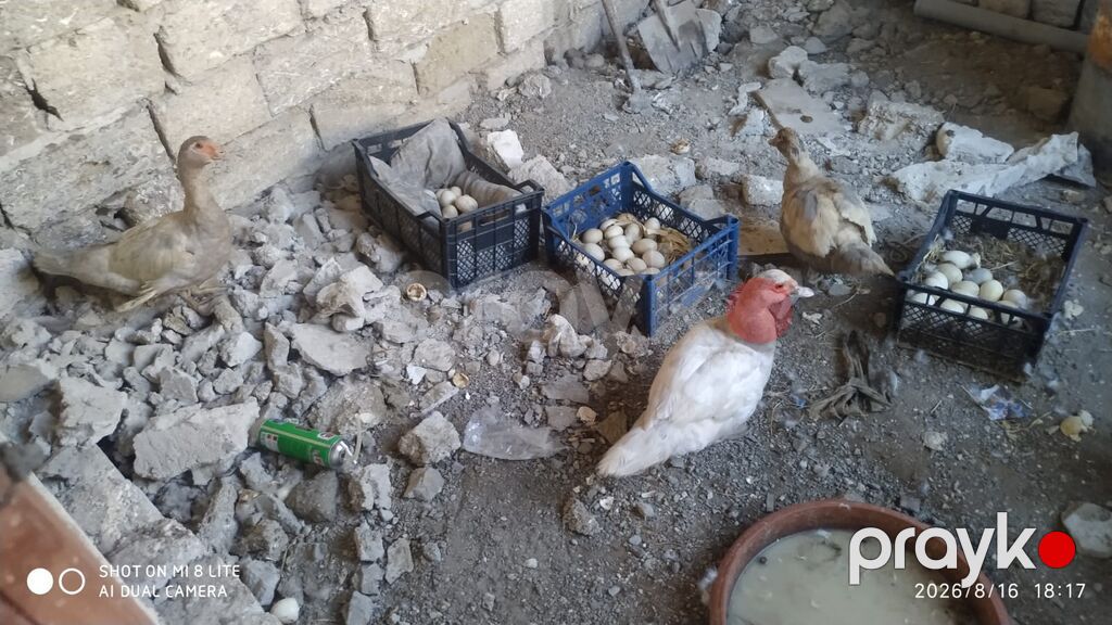 Salam teserufatda her sort lal ordeylerimiz var 5 gunlukden 1 iline — Digərləri, Digah (6)