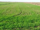 2500 sot torpaq sahəsi, İmişli r. — Land plot