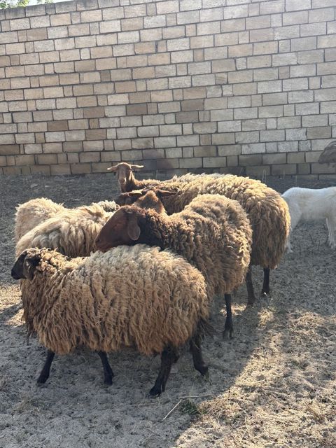 Qoyunlar — Bakı