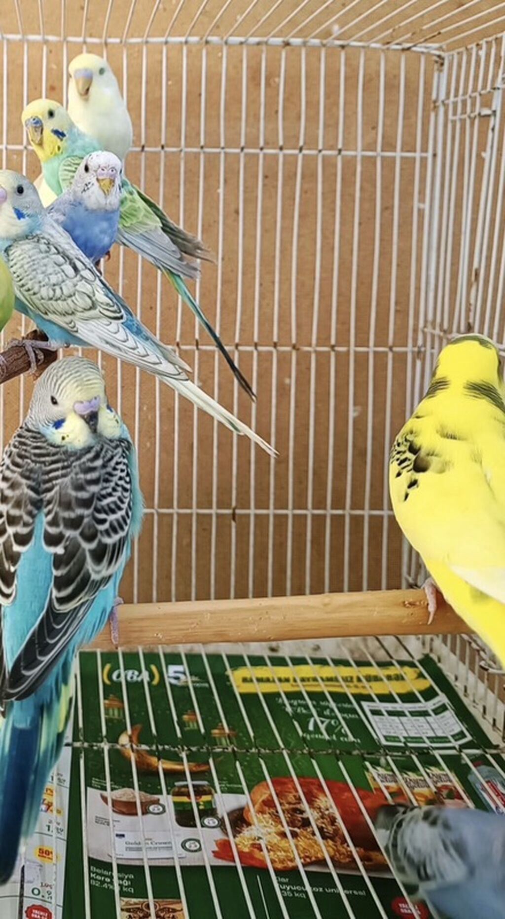 Məhsul: Dalğalı papuqaylar (budgerigar) Xüsusiyyətlər: - Rəng — Quşlar, Sumqayıt (4)