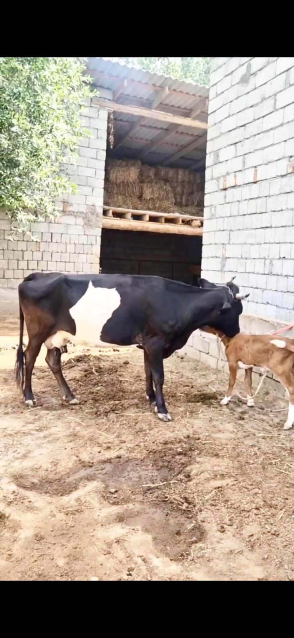 Satılır inək və yanında bala. Qara-ağ rəngli, süd istiqamətli — Heyvanlar, İsmayıllı (8)