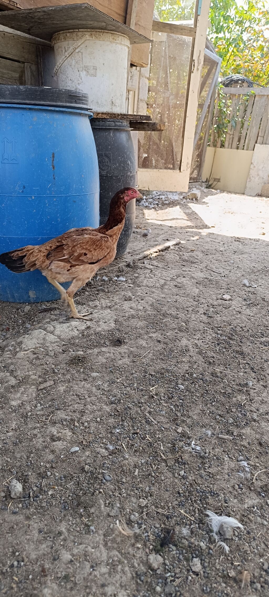 11 ayliq heyrati fere satilir. yumurtlayir . barterde mumkundu — Heyvanlar, Mingəçevir (2)