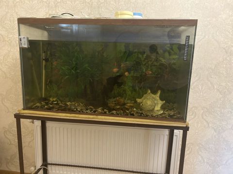 Şüşə akvarium ici bos halda satilir. - Təxminən iri həcmli düzbucaqlı