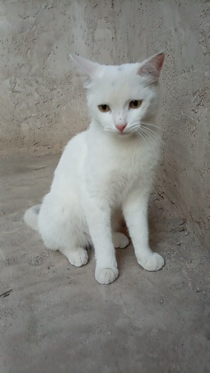 Türk anqorı — Pişiklər, Naxçıvan (2)