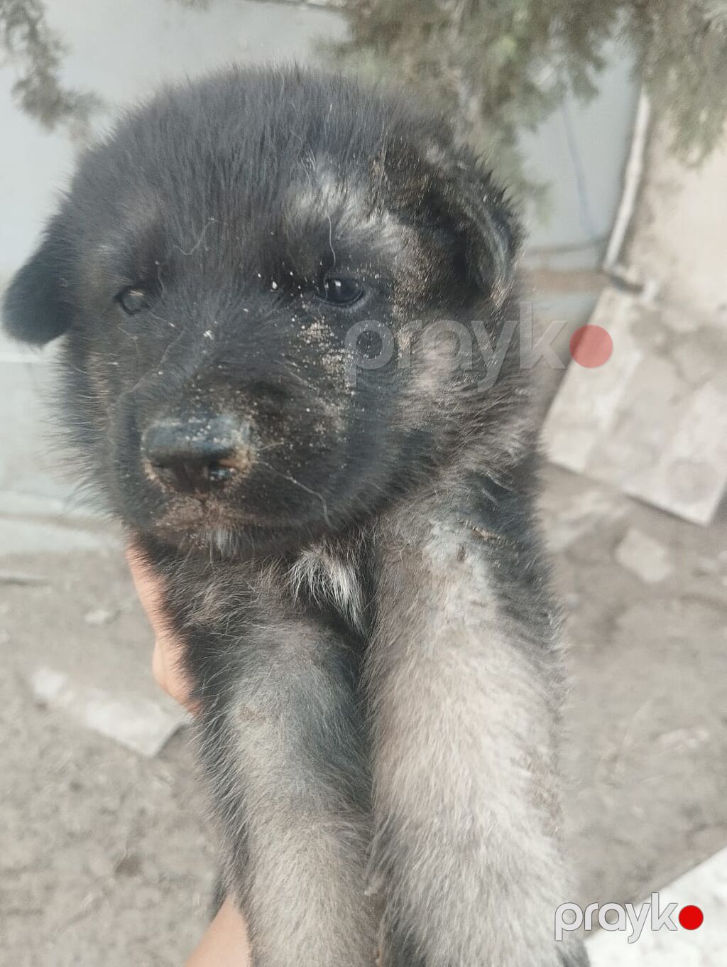 Alman çoban iti, 1 ay, Ünvandan götürmə — Heyvanlar, Digah (5)
