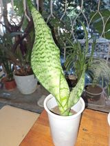 Sansevieria “Laurentii/Silver” (ilan bitkisi) – dekorativ otaq bitkisi — Sheila