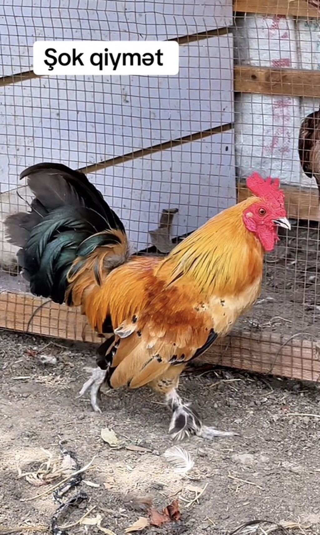 Xoruz, Yapon, il: 1, Ödənişli çatdırılma, Rayonlara çatdırılma