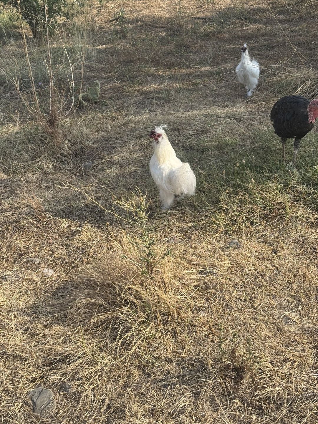 Pon pon xoruz — Quşlar, Şəki (2)