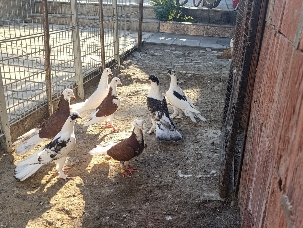 Məhsul: Göyərçinlər – fərqli rəng və naxışlarda dekorativ/oyunçu — Quşlar, Masazır (4)