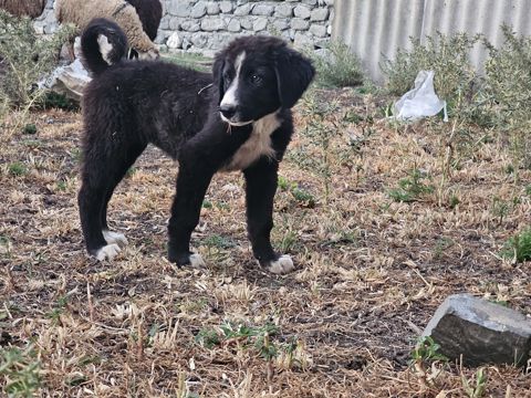 Kanqal balası