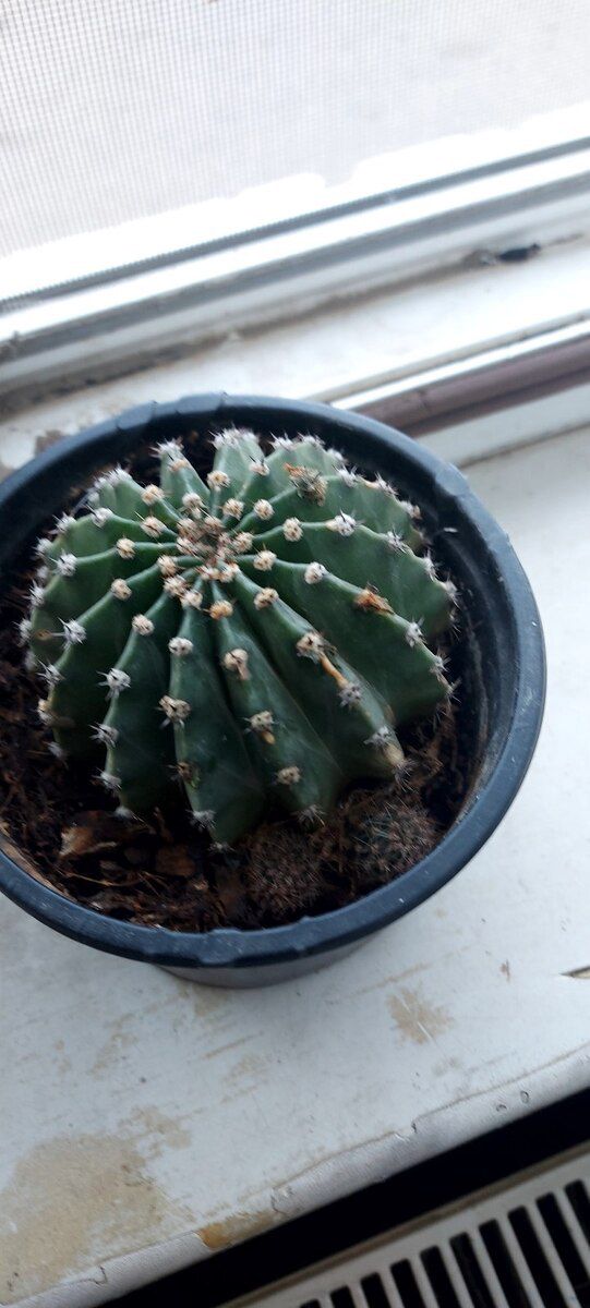 Bitkilər — Bitkilər, Bakı (3)
