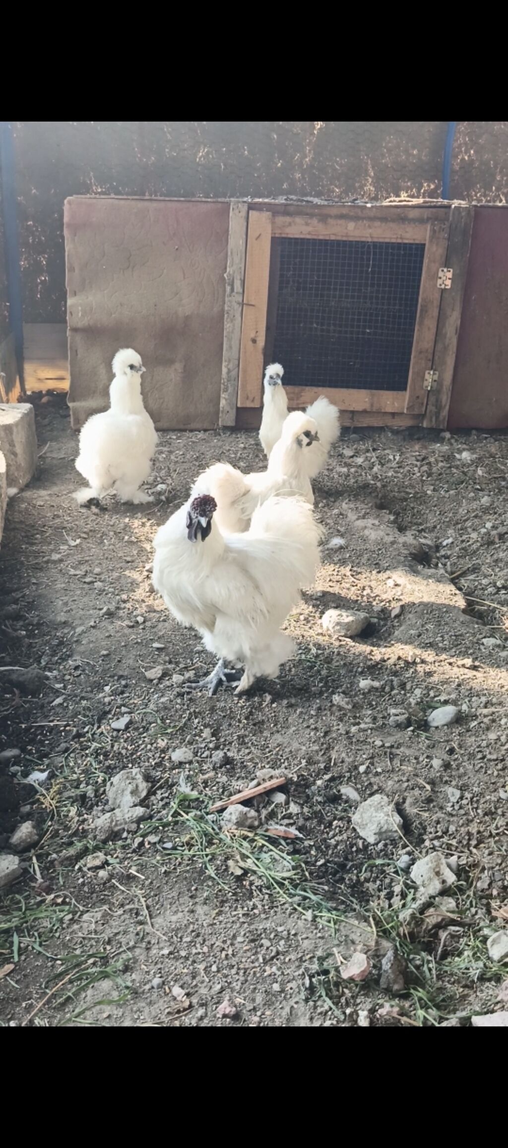 Ponpon yumurtası satılır Super çıxış verir 2.50 real alıcıya endirim — Heyvanlar, Yevlax (2)