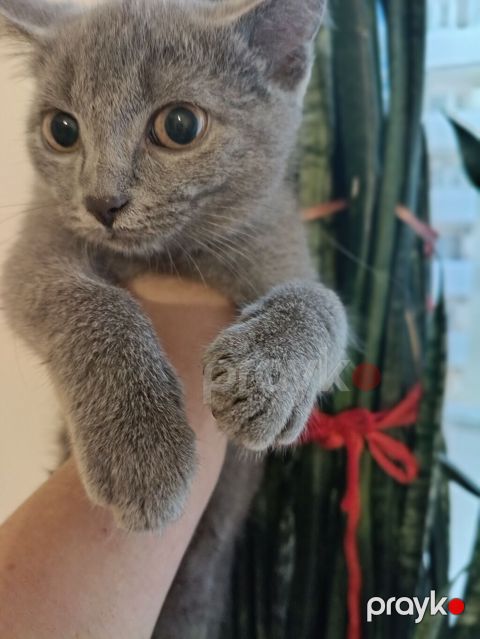 Şotlant 3 ayllq bala satllr fikiri ciddi olanlar eleqe saxlasln