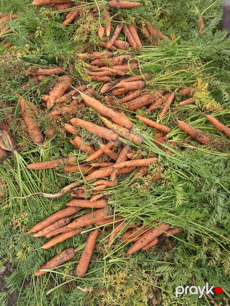 Kök toxumu — Dacha və bağ, Bakı (4)