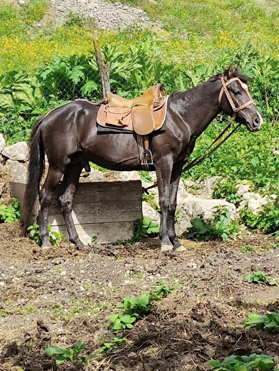 At — Atlar, Qusar (2)