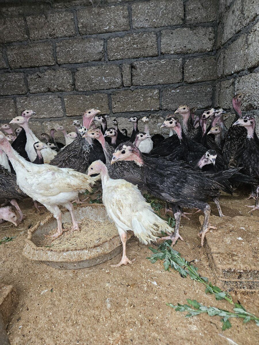 Amerikan hinduşkaları — Quşlar, Xaçmaz (4)