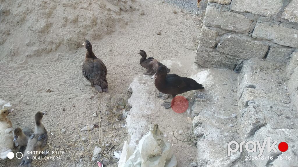 Salam teserufatda her sort lal ordeylerimiz var 5 gunlukden 1 iline — Digərləri, Digah (4)