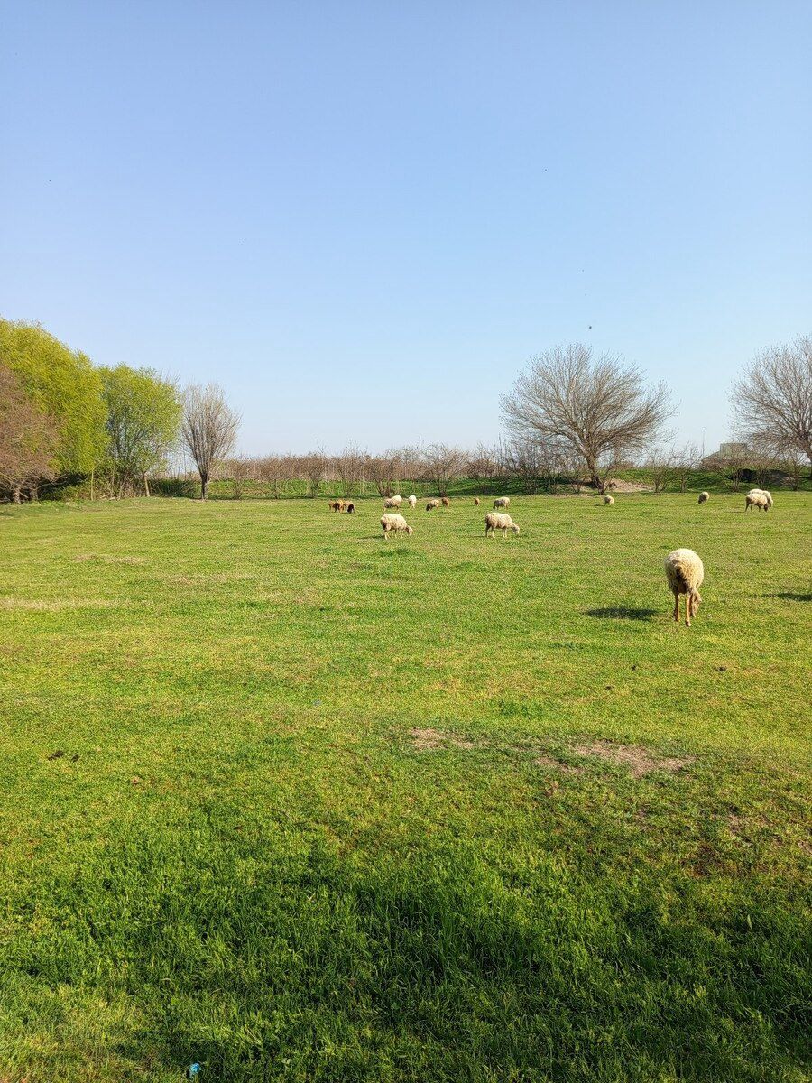 Həyət evi, Sabirabad r. — Daşınmaz əmlak, Sabirabad (2)