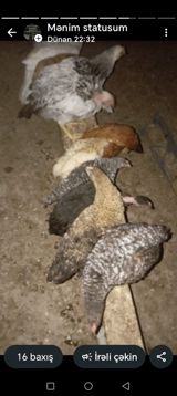 Həyətmin heyvanlaridir qiymət 7/8/9/azn Ünvan Xəzər rayon Qala kəndi — Chickens and roosters
