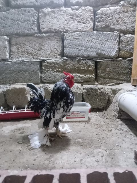 Yaponka xoruz — Bakı