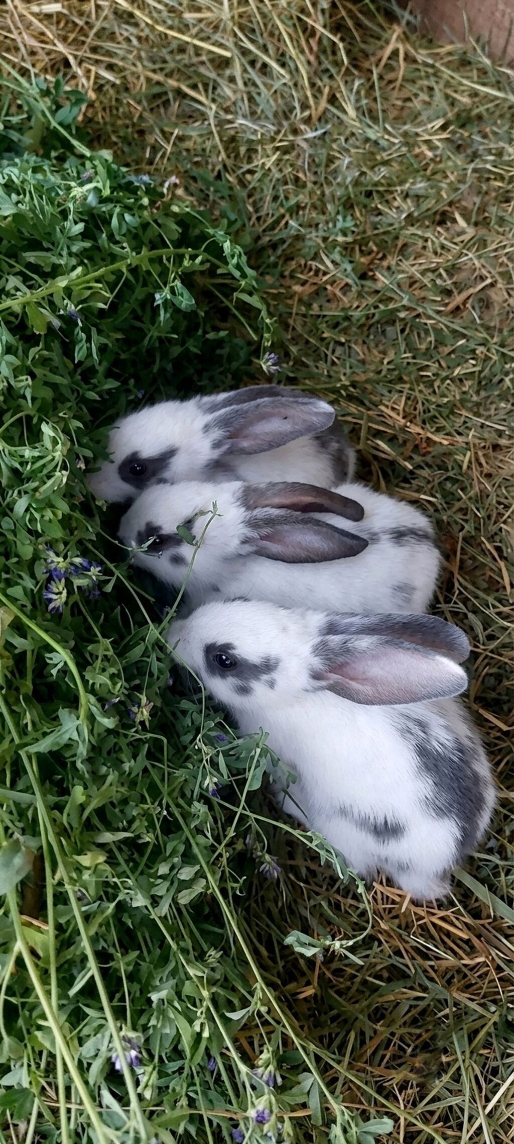 Salam hər zövqə uyğun rəngarəng dovşanlardır. kənt bölgəsində — Dovşanlar, Beyləqan (2)