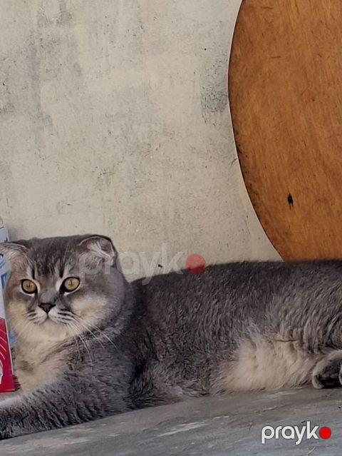 Şotland yastı qulaq, Erkək, Yaxşı əllərə, Ödənişli çatdırılma