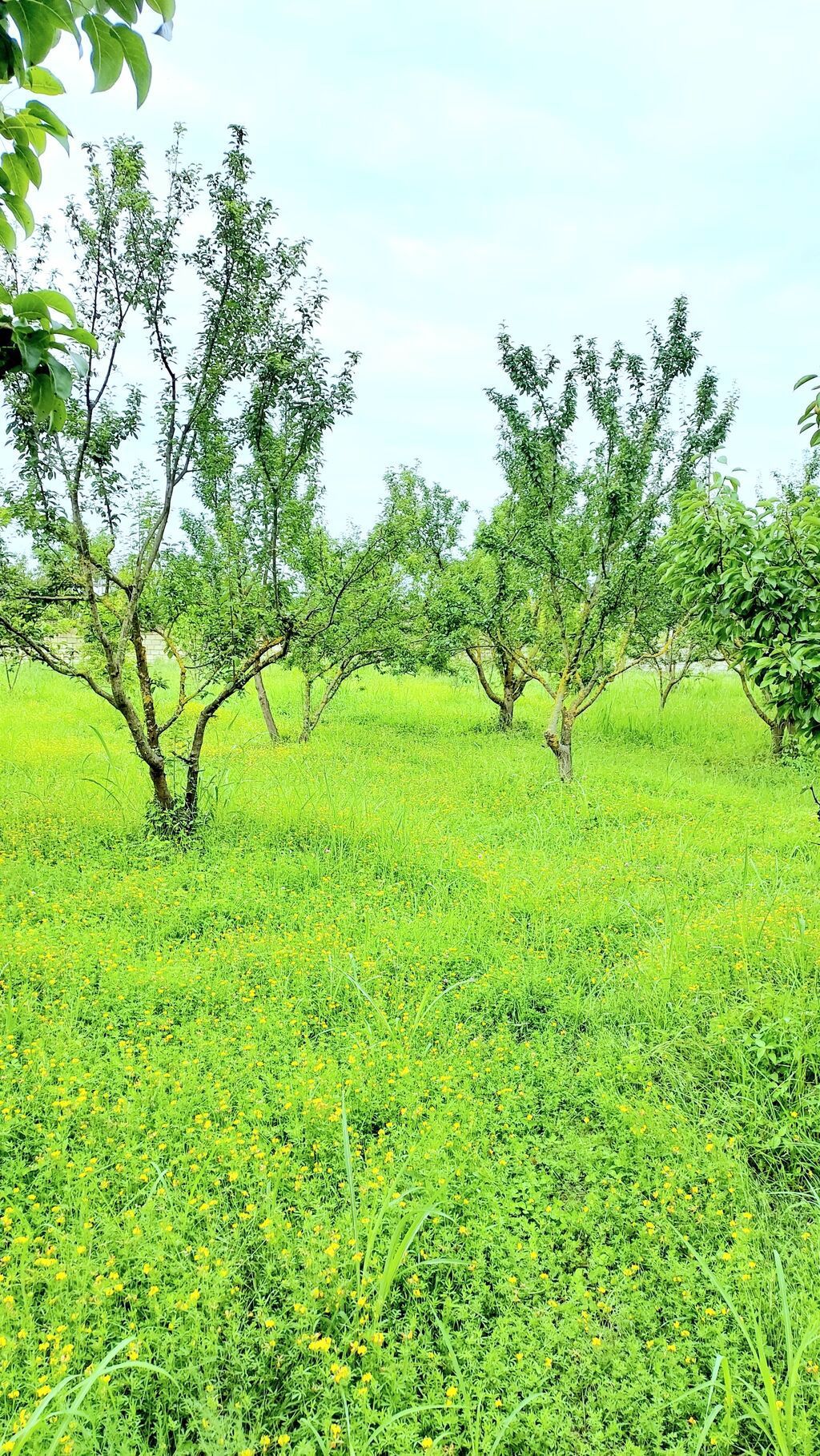 24 sot, Tikinti, Mülkiyyətçi, Kupça (Çıxarış) — Torpaq, Göyçay (4)