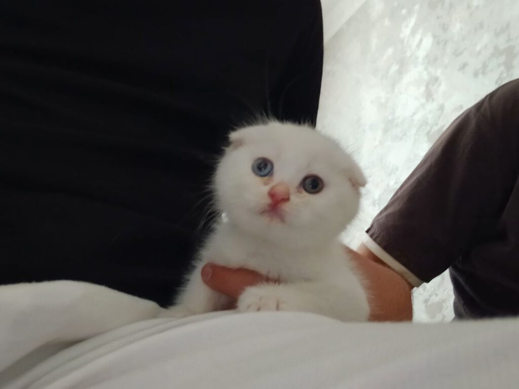Şotland yastı qulaq, Erkək, Ünvandan götürmə