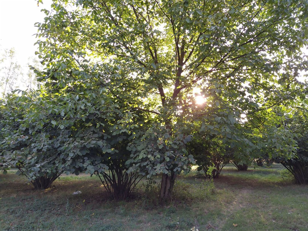 Satılır torpaq 28 sot — Torpaq, Qəbələ (5)