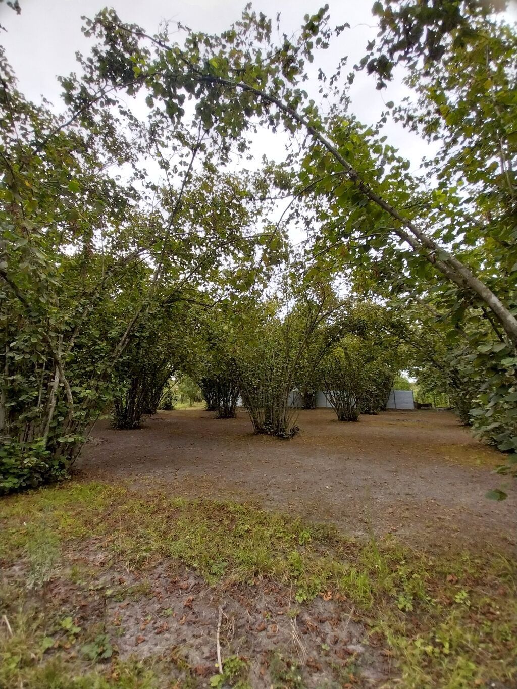 6 sot, Tikinti, Kupça (Çıxarış)