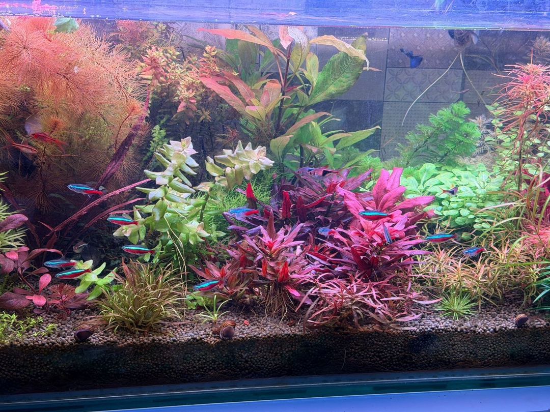 Akvarium bitkiləri — Akvariumlar və balıqlar, Bakı (4)