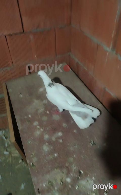 Gecenin qonaqi bu deqe abyektin daminan tora vuruldu qirmizi boynu