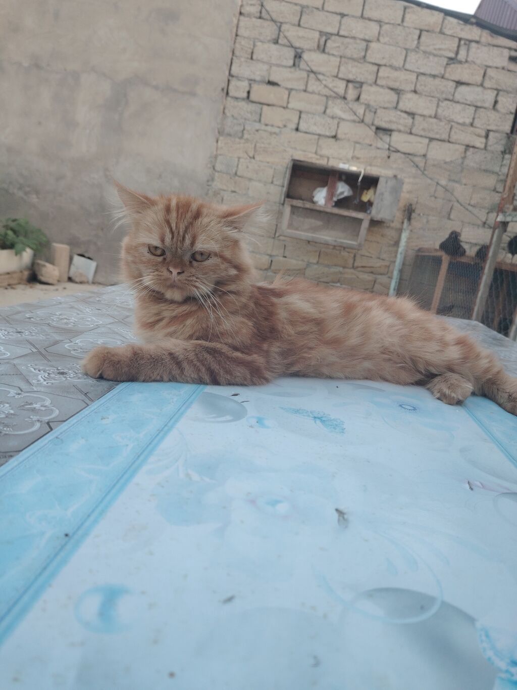 Fars, Erkək — Pişiklər, Digah (3)