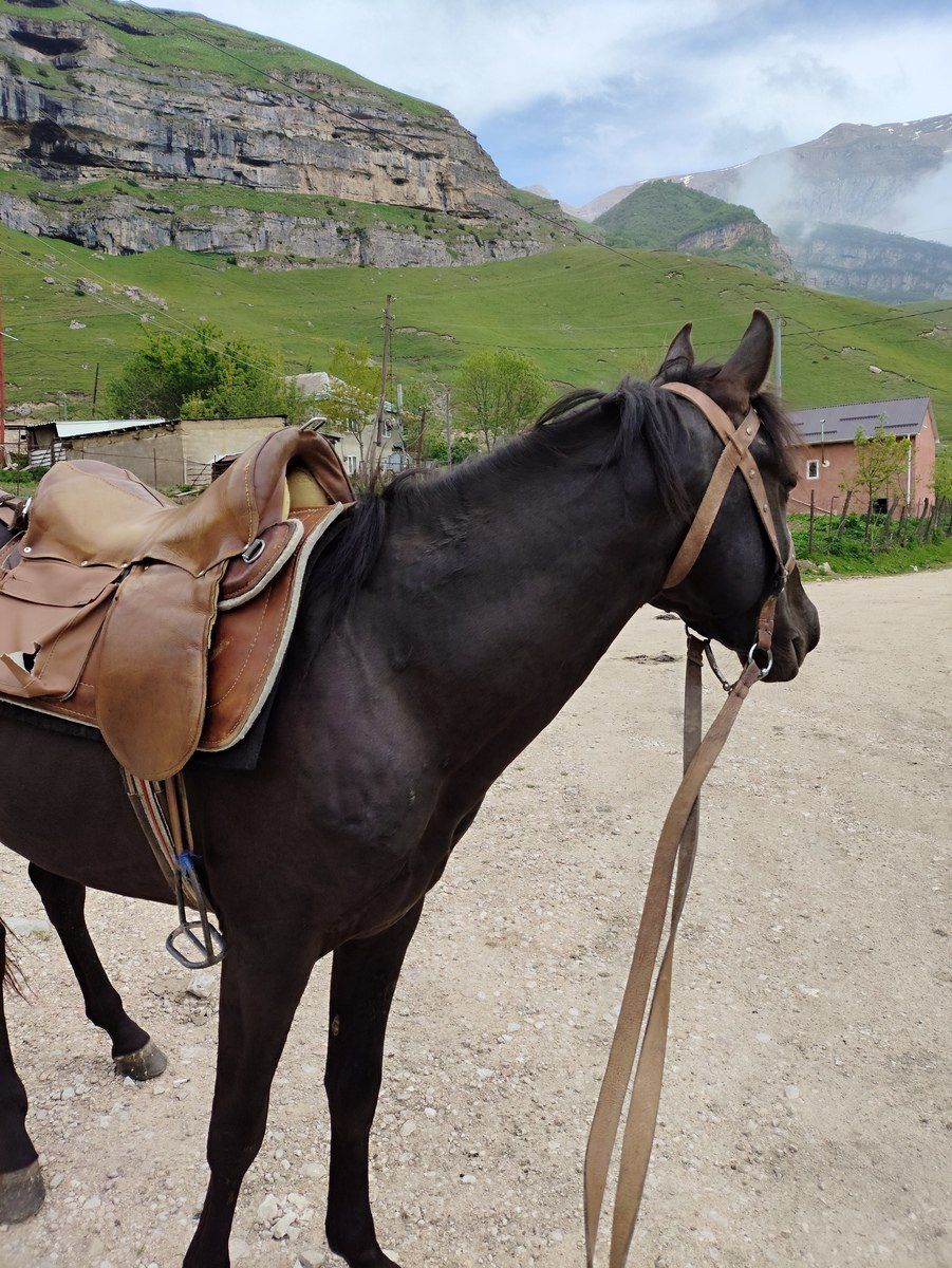 At — Atlar, Qusar (3)