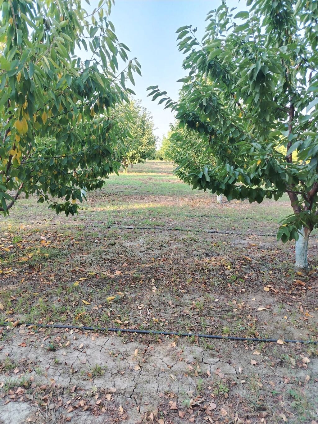 180 sot Kənd təsərrüfatı, Su — Torpaq, Qusar (6)
