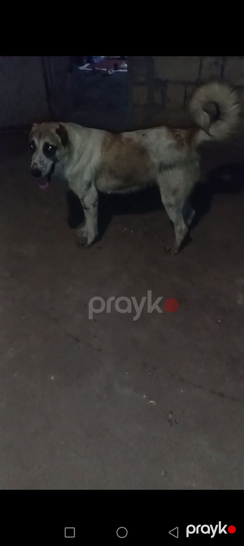 Dişidi satılır birdəfə bala verib 72 sat boy yaşı 2 yaxcı əyləşir — Heyvanlar, Bakı (2)