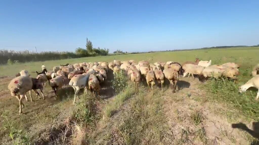QOYUNMUZ. SATILIR. QİYMƏTİ. 370 AZN. ÜNVAN. TƏRTƏR. ƏLAQƏ. NÖMÜRƏ. 051 — Heyvanlar, Tərtər (7)