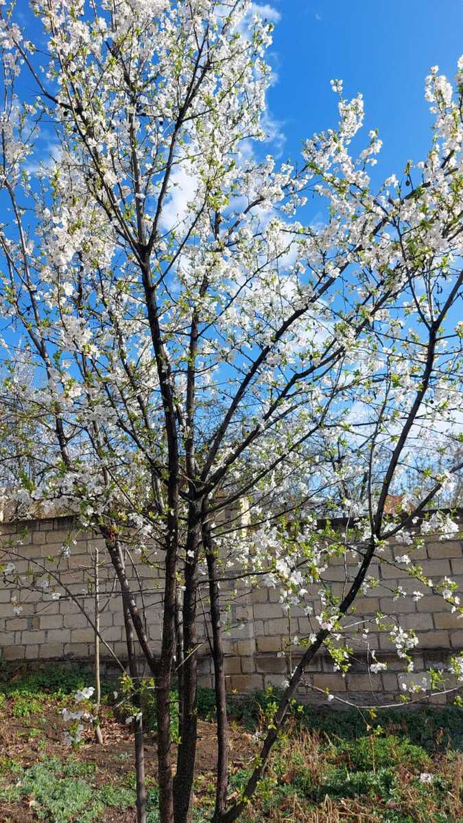 Həyət evi, Qusar r. — Ev, villa, Qusar (2)