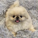 Pekines, 2 ay — Aysu