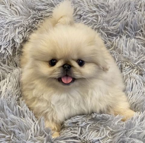 Pekines, 2 ay