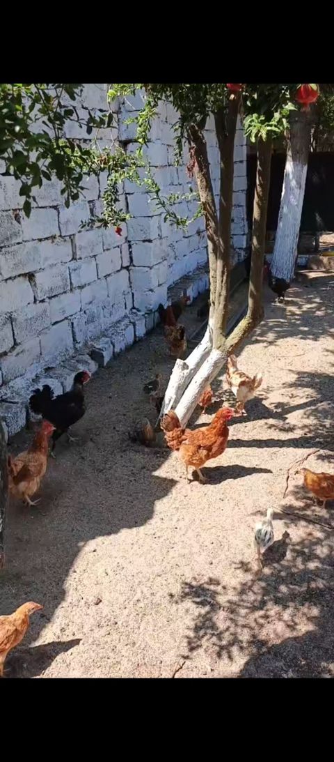 Yumurtlayan Kend Toyugları Hamısı Toyuğ altınan Cıxıb 10 eded Toyug