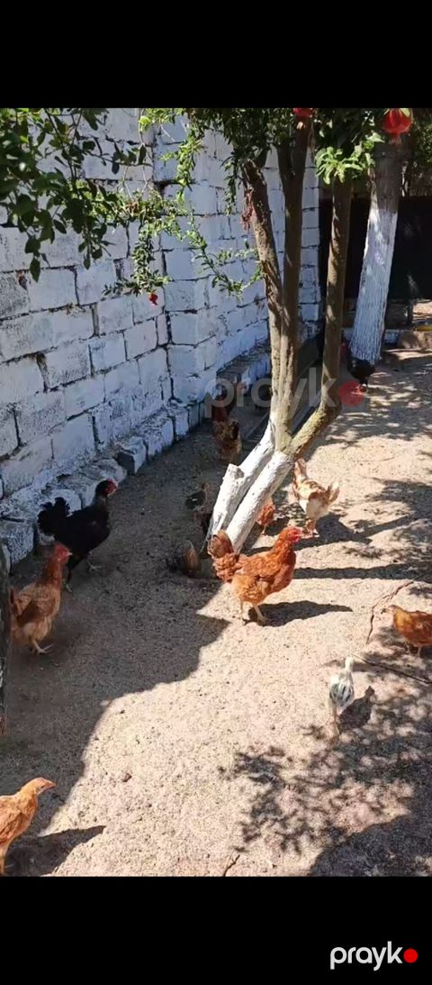 Yumurtlayan Kend Toyugları Hamısı Toyuğ altınan Cıxıb 10 eded Toyug