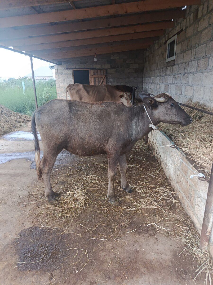 Camış və balası — Heyvanlar, Şabran (4)