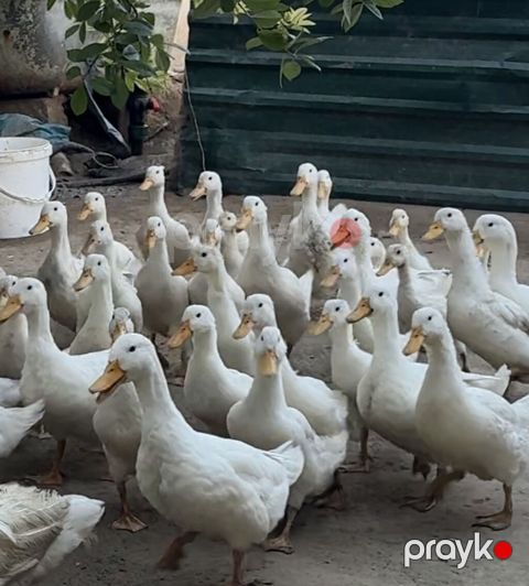 Ağ ördək sürüsü – ət və yumurta istehsalı üçün - Cins: Ağ pekin tipli — Digah