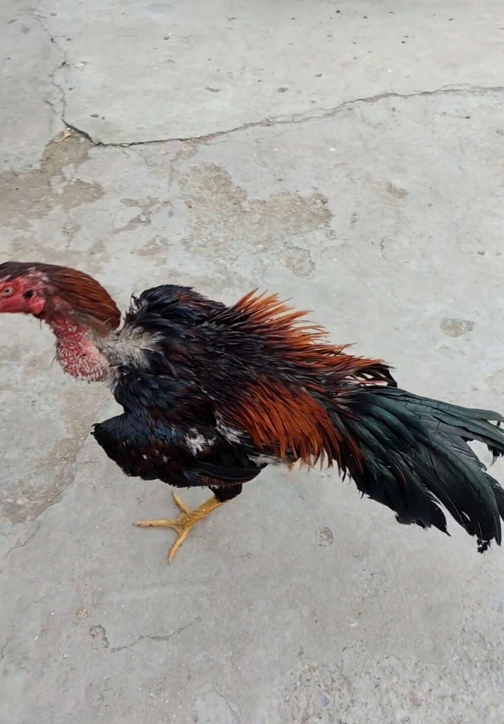 Xoruz, Heyratı, il: 1 — Heyvanlar, Masazır (2)