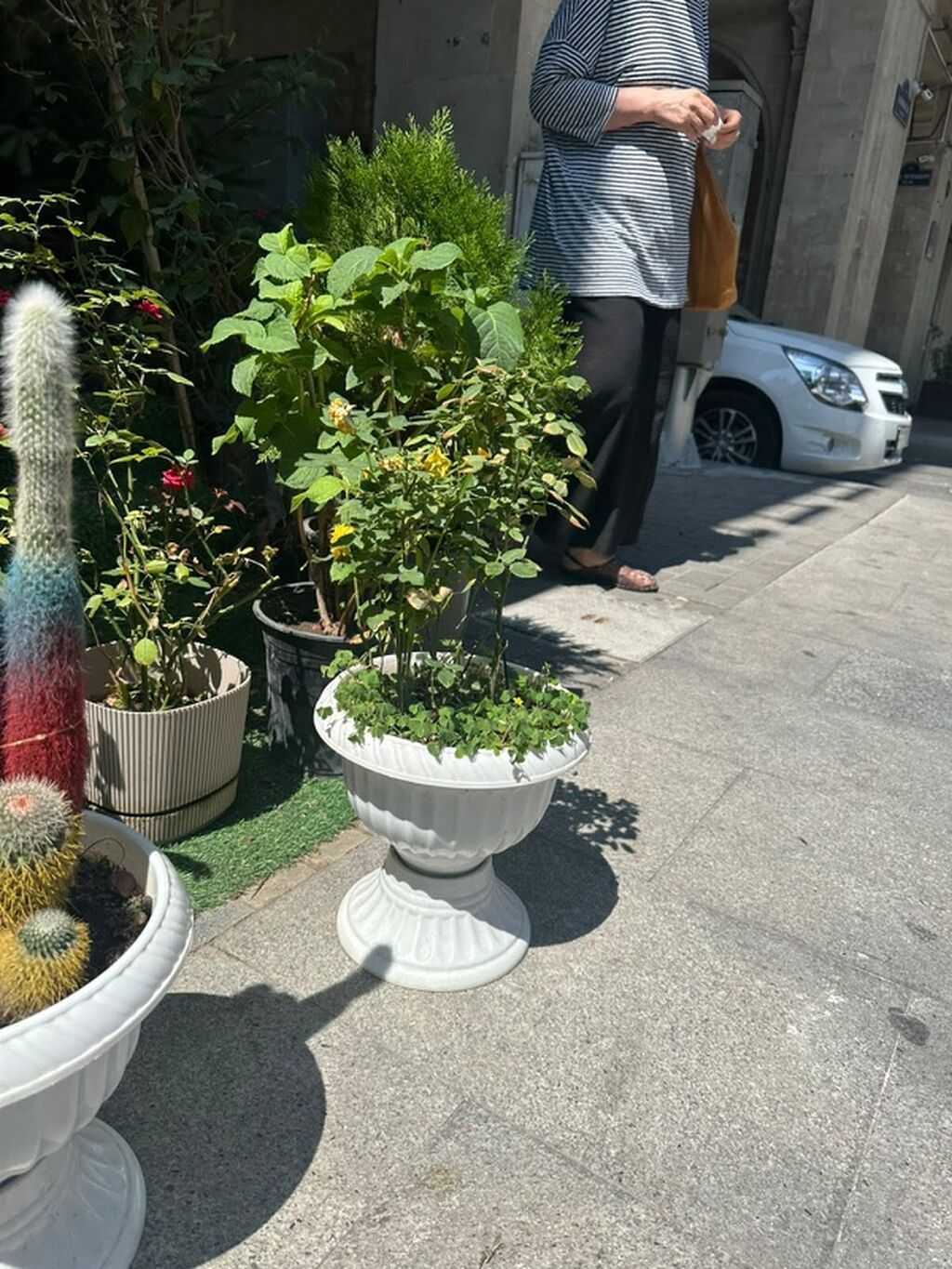 Dekorativ süni bitkilər – müxtəlif modellər - Realistik görünüşlü — Mallar, Qobu (3)