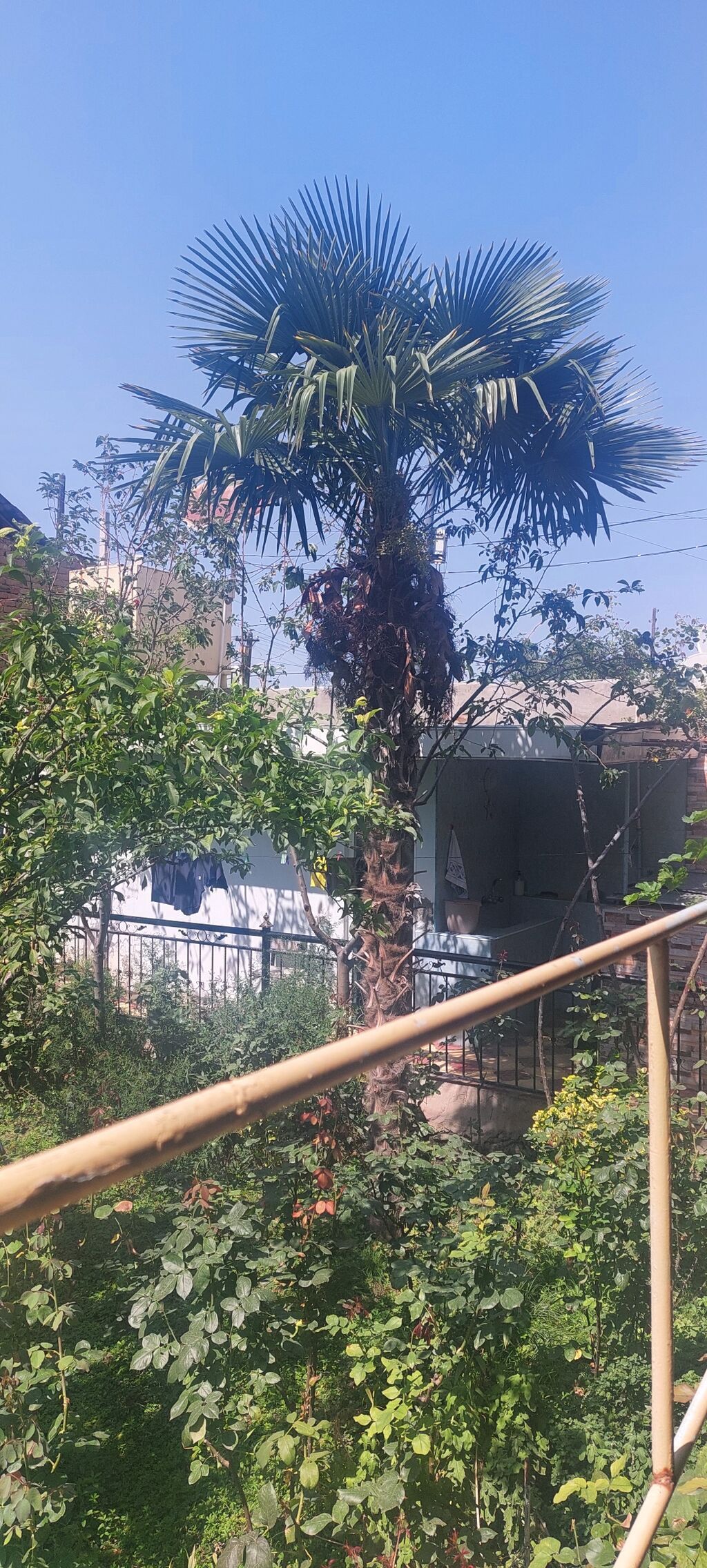 Satılır: Hündür dekorativ palma ağacı (Trachycarpus fortunei – külək — Bitkilər, Gəncə (3)