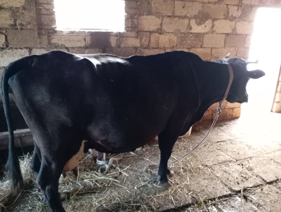 İnək — Heyvanlar, Salyan (5)